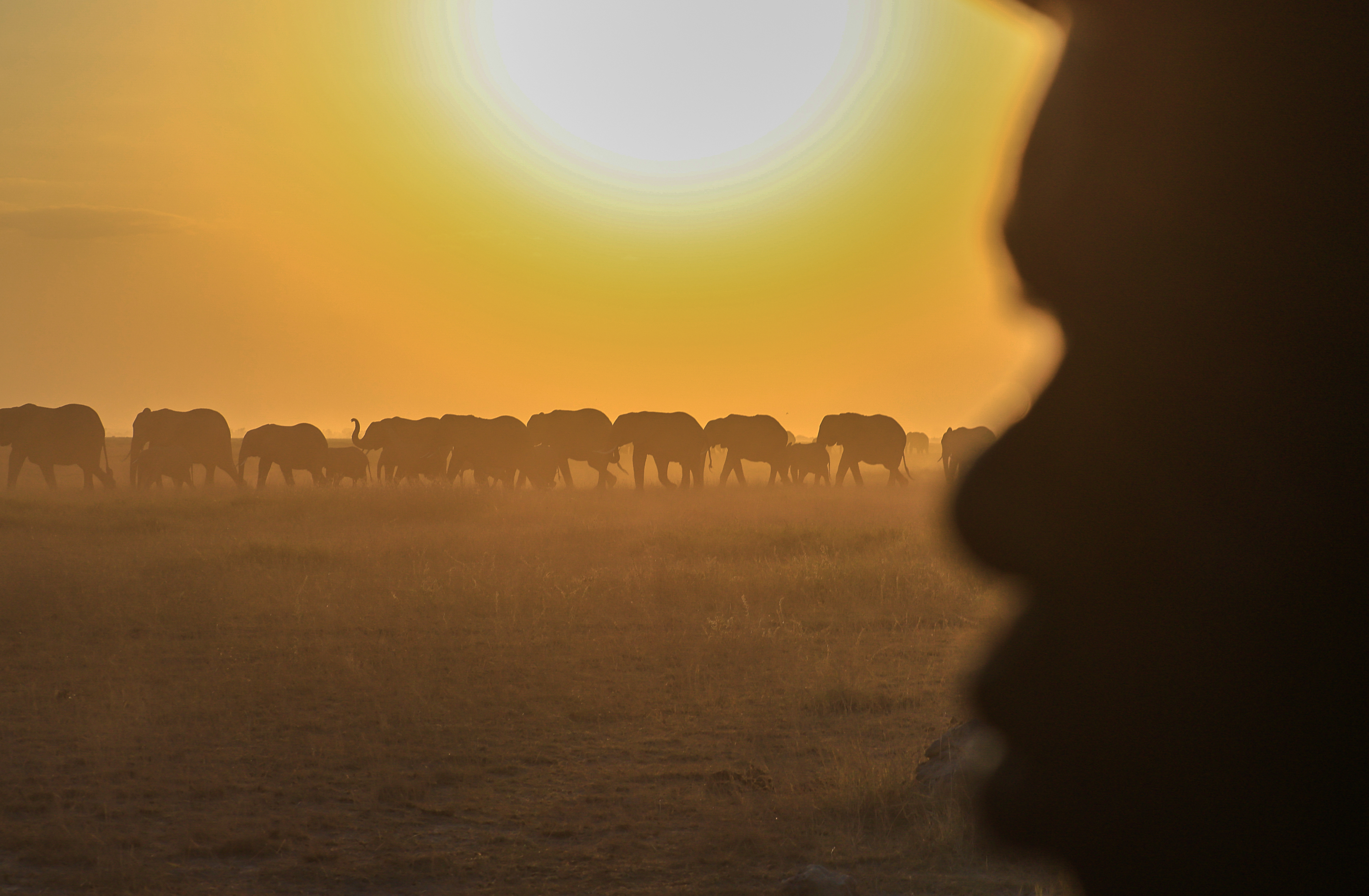 A herd of elephants walks across Amboseli National Park in Kajiado County, Kenya, Wednesday.