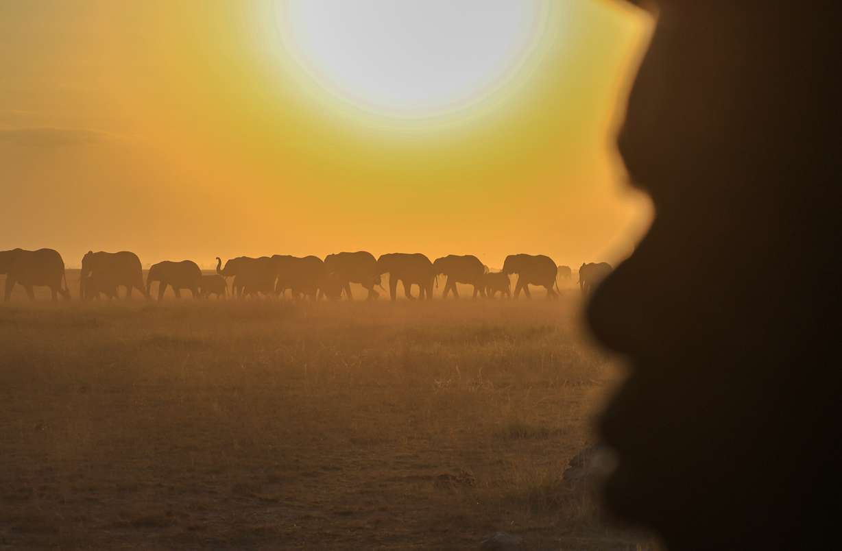 A herd of elephants walks across Amboseli National Park in Kajiado County, Kenya, Wednesday.