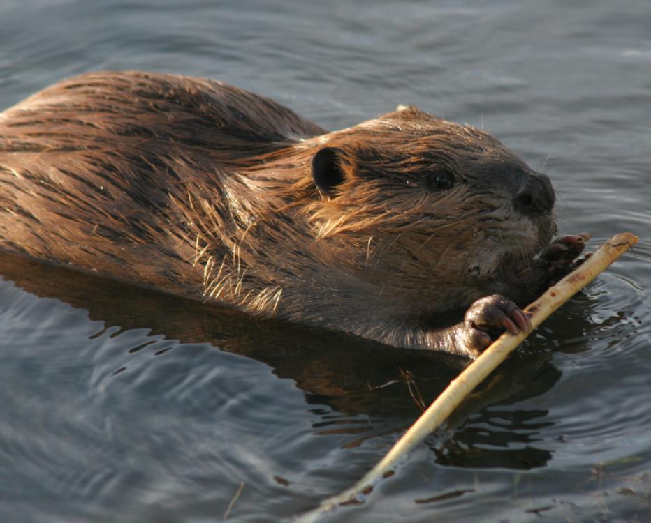 Beaver Ecology River Walk