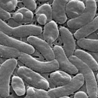 Health officials urge caution for Gulf Coast beachgoers during surge of deadly bacterial infections