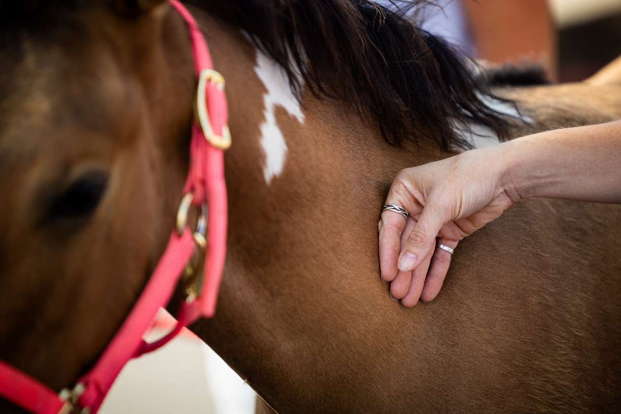 Tanya Kovach pets Sandy city mayor Monica Zoltanski’s horse Liberty Bell after Pastor Sarah Merchant blessed Liberty Bell during a Blessing of the Animals in conjunction with the celebration of the Hilltop United Methodist Church’s 125th anniversary at Hilltop United Methodist Church in Sandy on Saturday.
