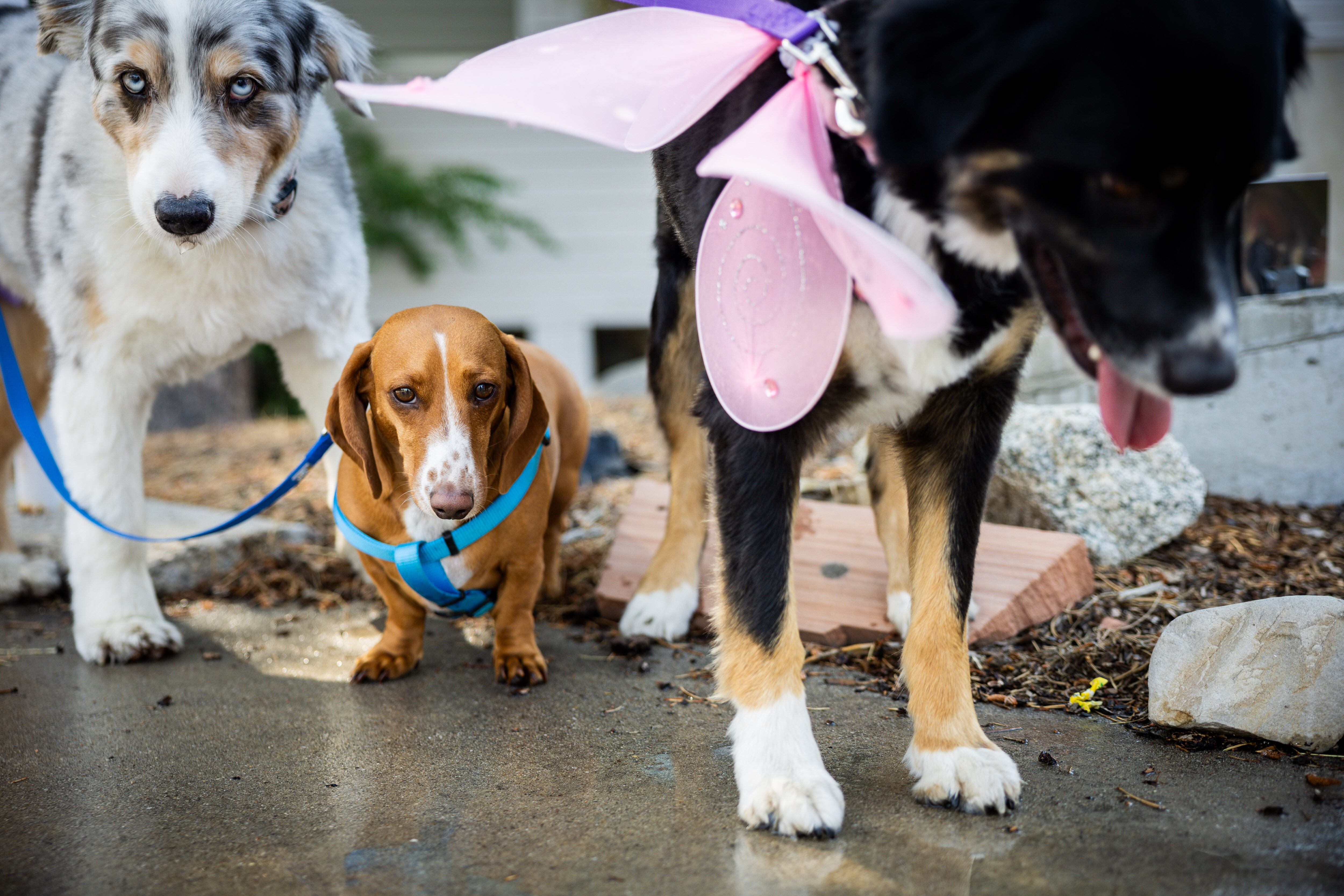 Dogs sit after Pastor Sarah Merchant blessed them during a Blessing of the Animals in conjunction with the celebration of the Hilltop United Methodist Church’s 125th anniversary at Hilltop United Methodist Church in Sandy on Saturday.