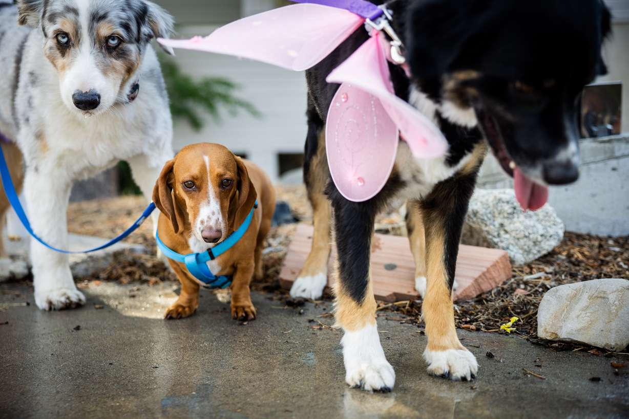 Dogs sit after Pastor Sarah Merchant blessed them during a Blessing of the Animals in conjunction with the celebration of the Hilltop United Methodist Church’s 125th anniversary at Hilltop United Methodist Church in Sandy on Saturday.