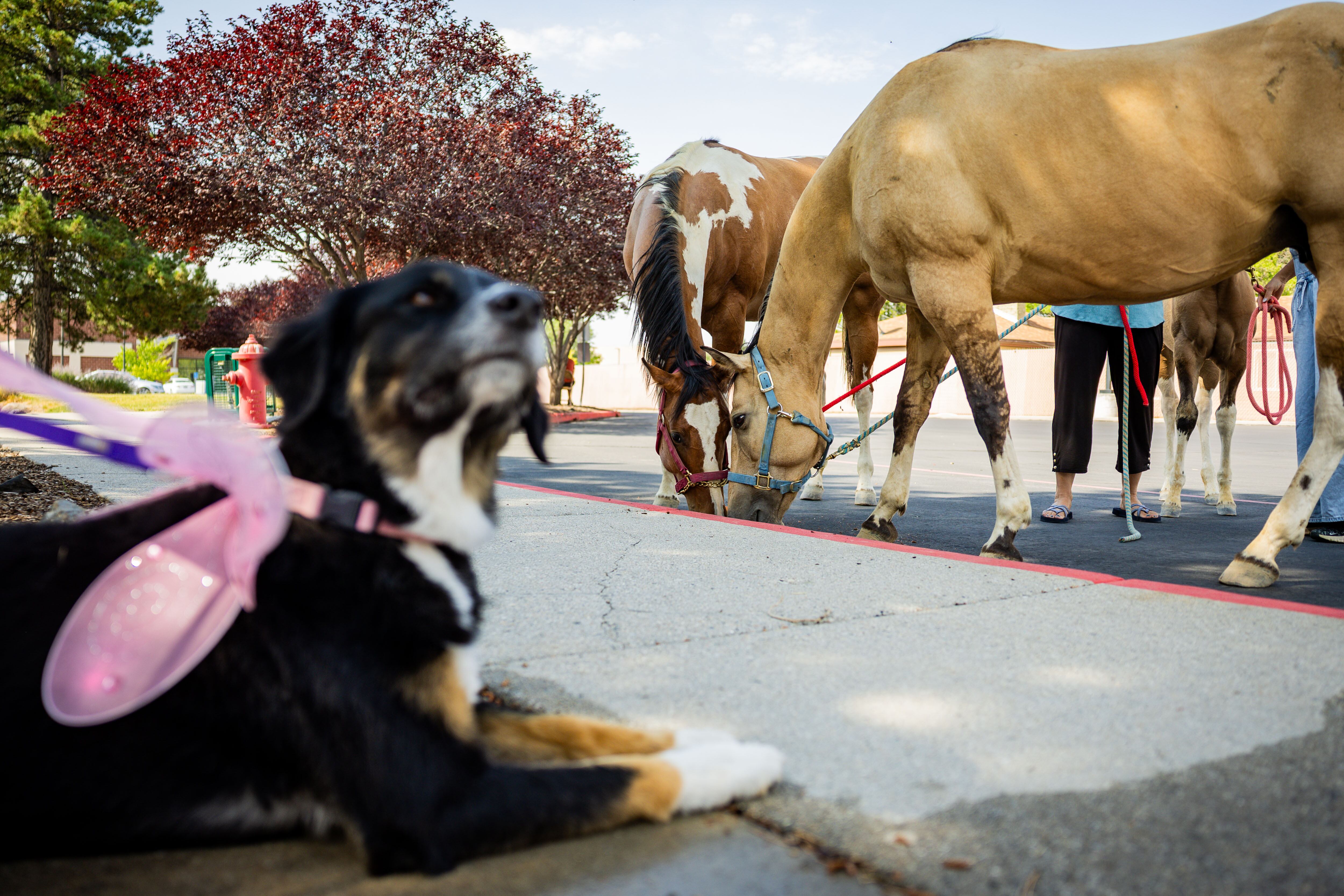 A dog and Sandy city mayor Monica Zoltanski’s horses roam after Pastor Sarah Merchant blessed them during a Blessing of the Animals in conjunction with the celebration of the Hilltop United Methodist Church’s 125th anniversary at Hilltop United Methodist Church in Sandy on Saturday.