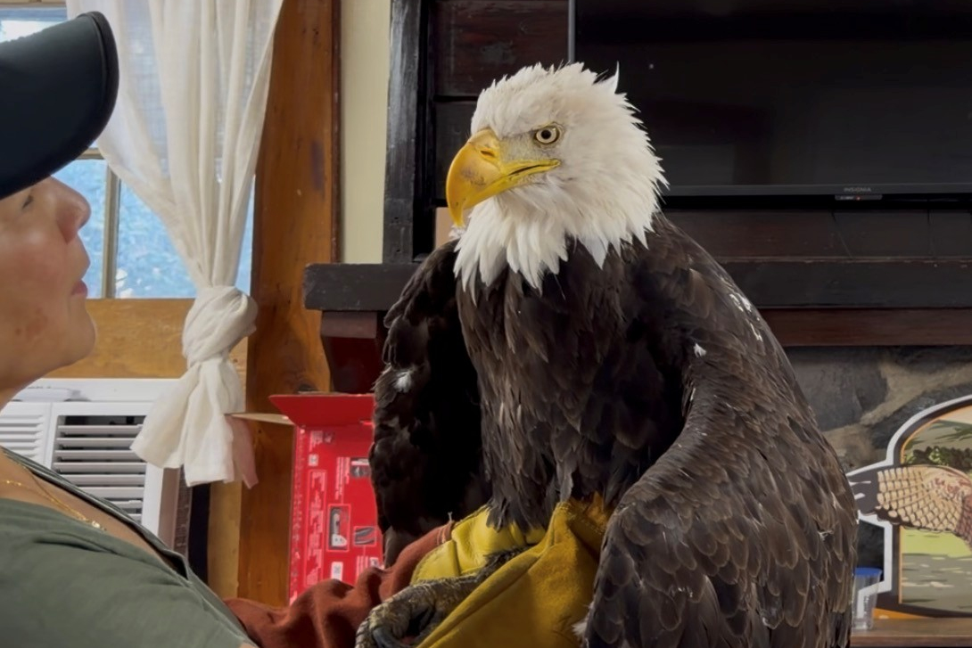 Jackie, the California bald eagle who became an internet sensation, dies after illness