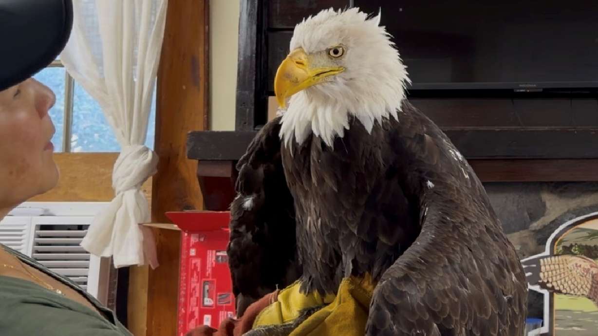 Jackie the bald eagle is examined on July 18, at the Los Angeles County Parks San Dimas Raptor Rescue Center in San Dimas, Calif.