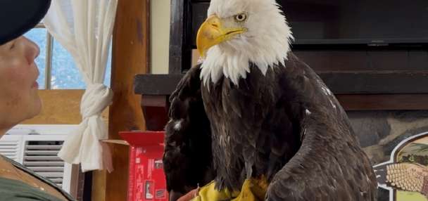 Jackie, the California bald eagle who became an internet sensation, dies after illness