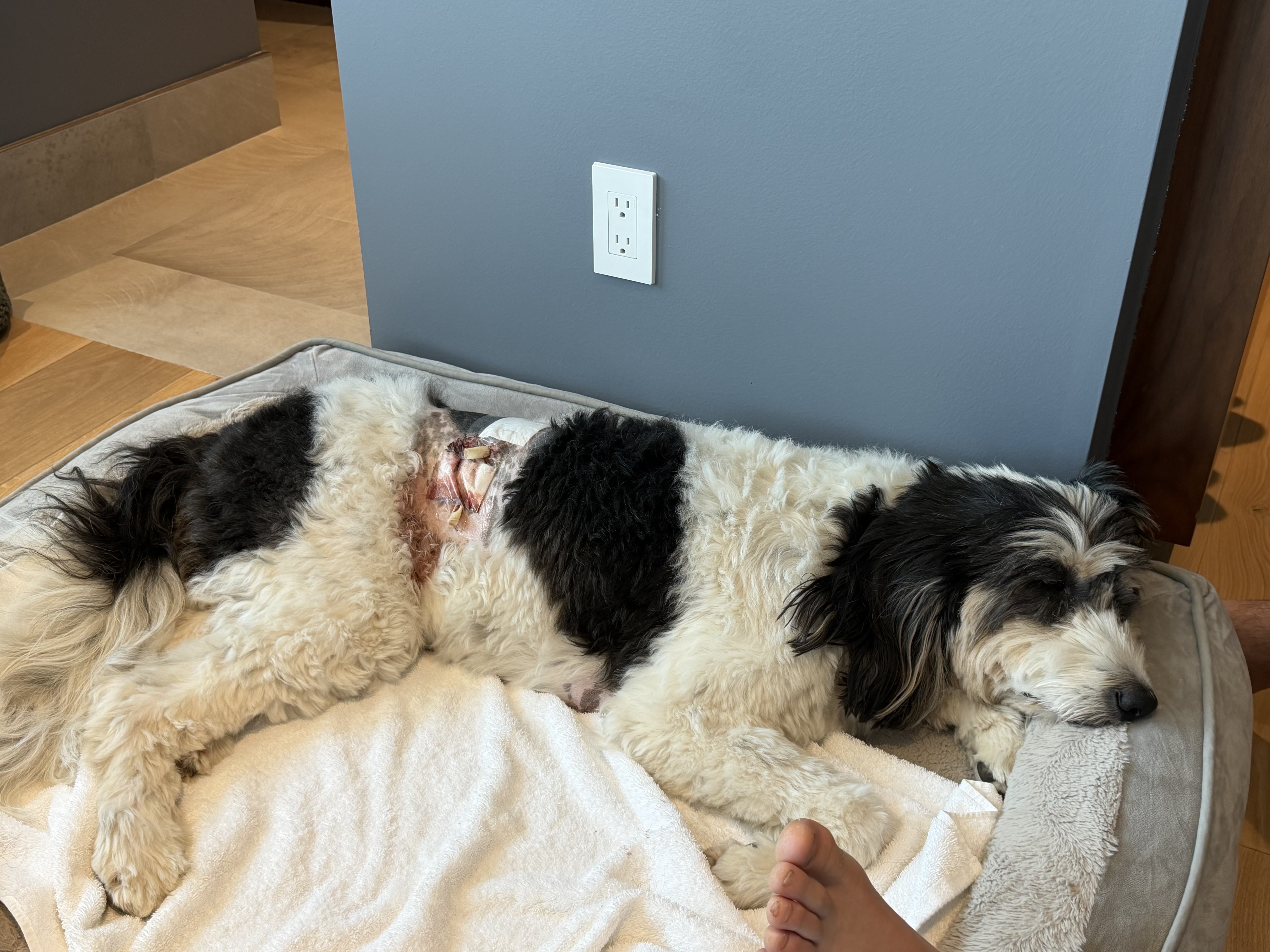 The Cates family encountered a nanny mountain goat and her kid in the Uinta Mountains. Damien, 15, and the dog were injured but are expected to recover.
