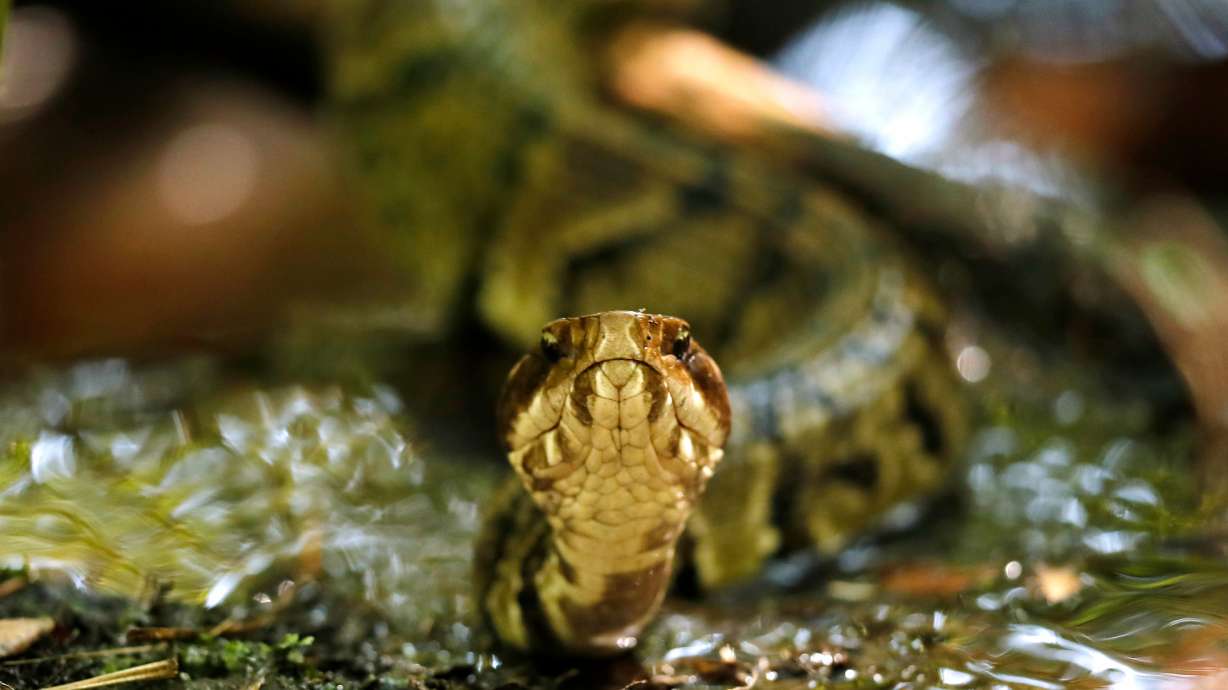 FILE - A venomous cottonmouth snake is seen July 30, 2019, at Fort Bragg in North Carolina.