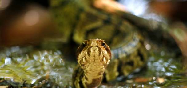High school football player in Arkansas practices with a venomous snake in his helmet