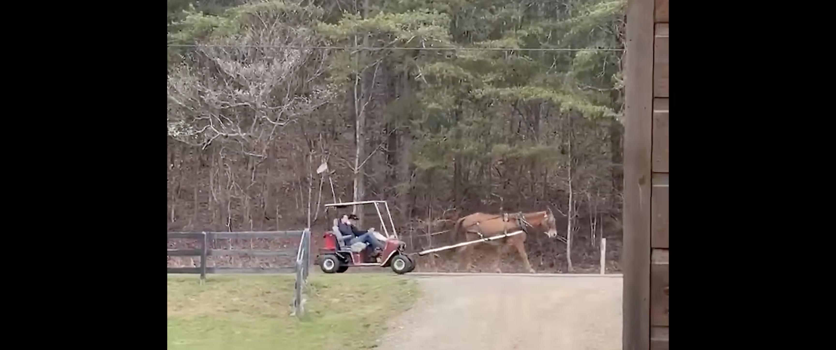 Have You Seen This? Mule-drawn golf cart offers hilarious transportation alternative