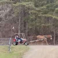 Have You Seen This? Mule-drawn golf cart offers hilarious transportation alternative