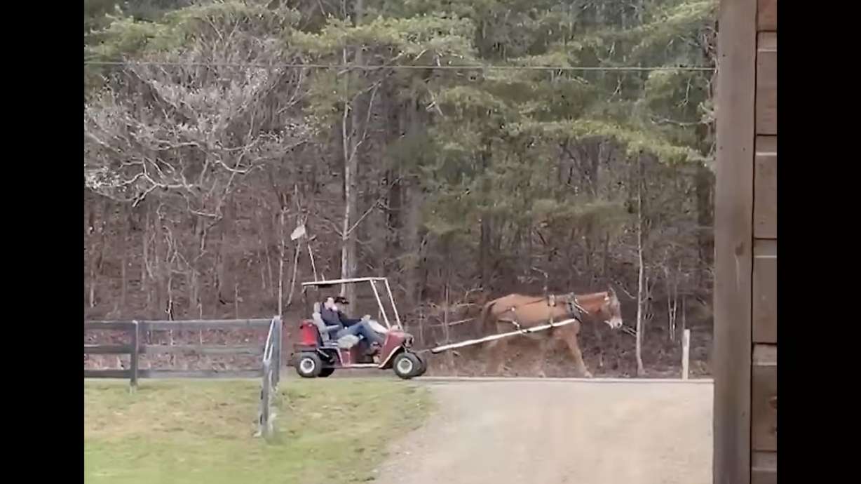 You've seen horse-drawn carriages, but what about donkey-drawn golf carts?