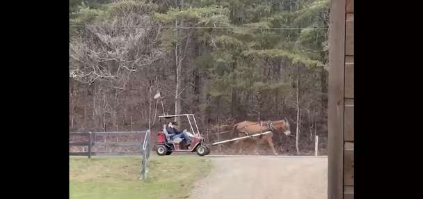 Have You Seen This? Mule-drawn golf cart offers hilarious transportation alternative