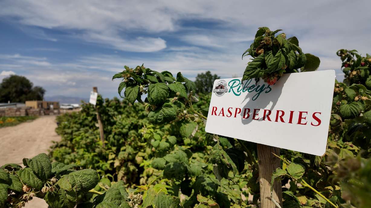 Raspberry bushes are pictured at Riley's Orchards in Genola. September is now officially Utah's Own Month, a new celebration highlighting Utah-grown and made products.