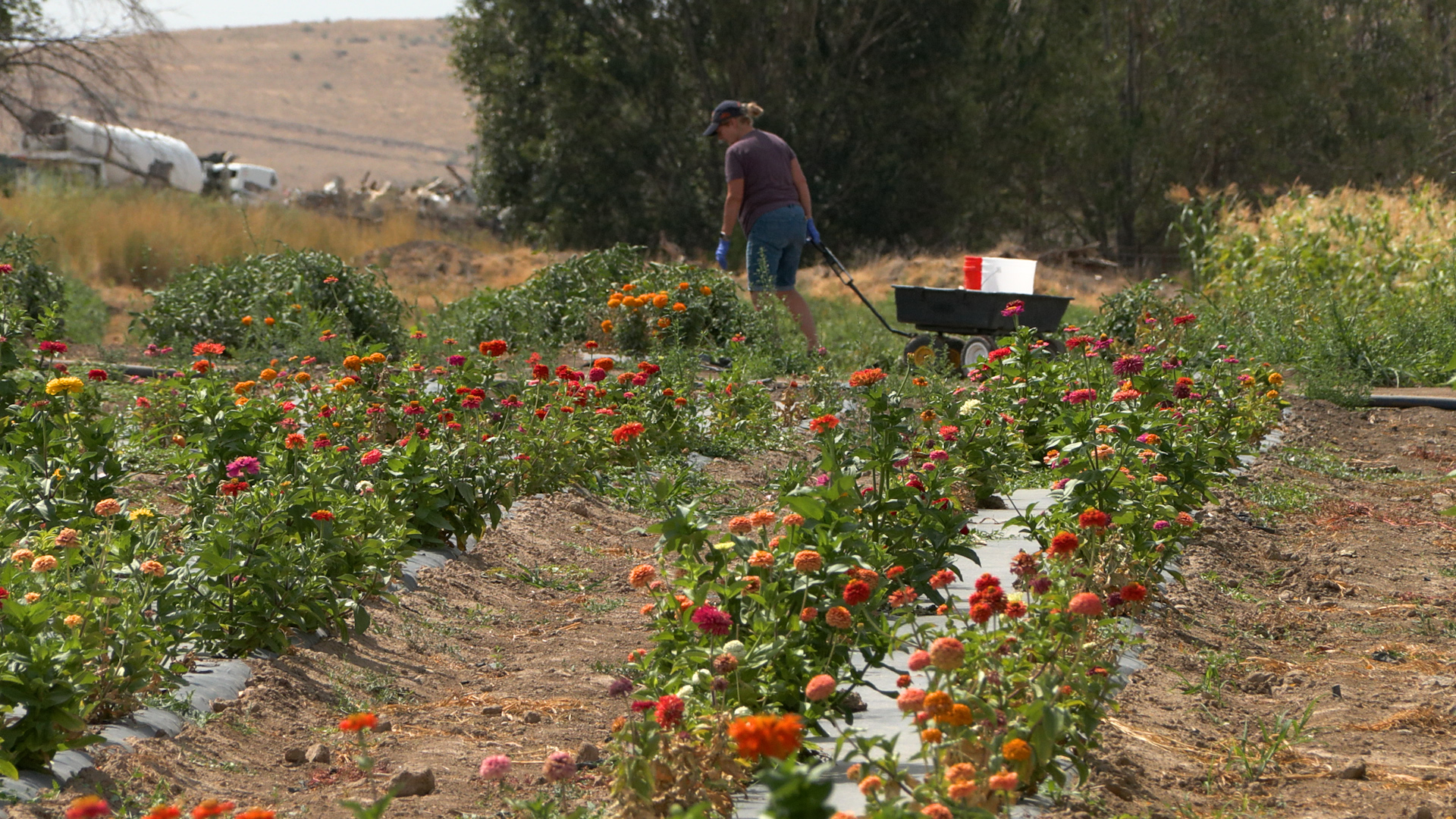 Customers pick their own vegetables at Riley's Orchards on Tuesday