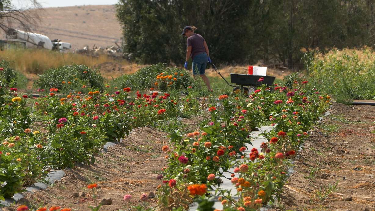 Customers pick their own vegetables at Riley's Orchards on Tuesday