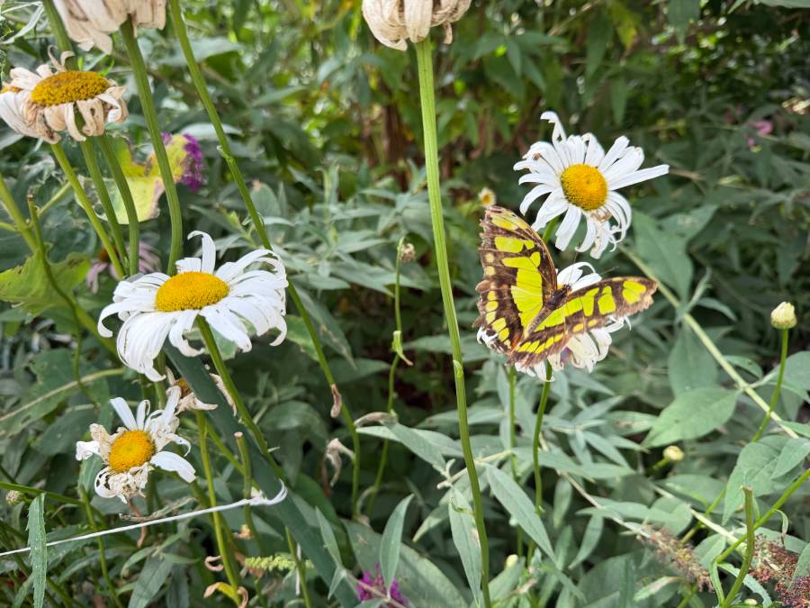 'Hobby gone wild': Watch butterflies, learn about metamorphosis at The Butterfly Haven in Idaho
