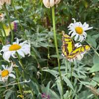'Hobby gone wild': Watch butterflies, learn about metamorphosis at The Butterfly Haven in Idaho