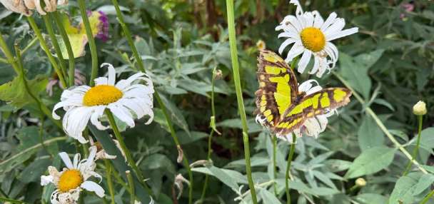 'Hobby gone wild': Watch butterflies, learn about metamorphosis at The Butterfly Haven in Idaho