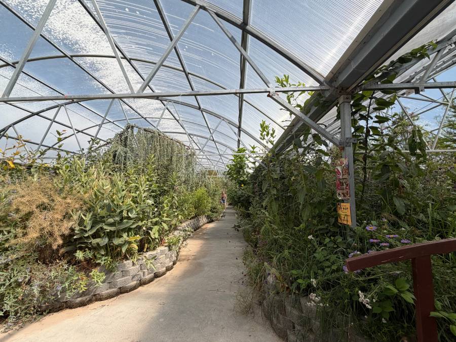 The Butterfly Haven in Pingree, Idaho, Wednesday. The place is in its ninth year of business.