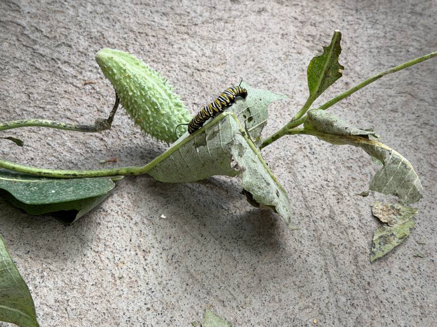Caterpillars at The Butterfly Haven in Pingree, Idaho, Wednesday. Coowner Randy Reed calls the butterflies at the haven "caterpillar vultures."