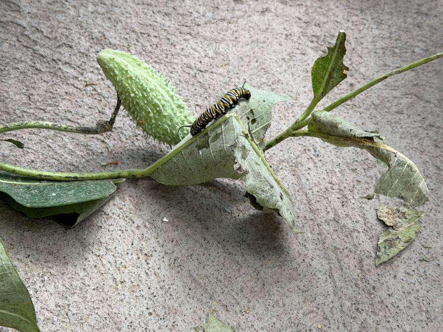 Caterpillars at The Butterfly Haven in Pingree, Idaho, Wednesday. Coowner Randy Reed calls the butterflies at the haven "caterpillar vultures."
