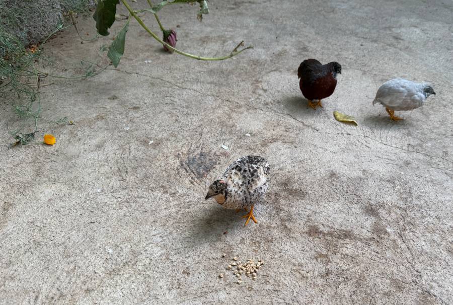 Quails wander The Butterfly Haven in Pingree, Idaho, Wednesday. Coowner Savannah Newsome said she has been raising the birds since she was 5.