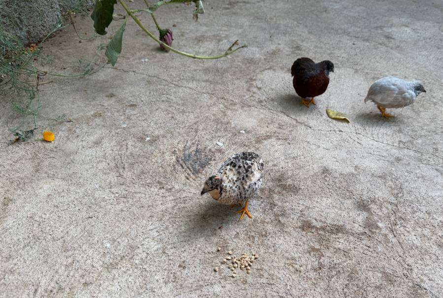 Quails wander The Butterfly Haven in Pingree, Idaho, Wednesday. Coowner Savannah Newsome said she has been raising the birds since she was 5.