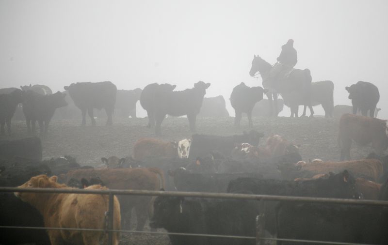 A cowboy moves livestock in a cattle feedlot next to a Tyson slaughterhouse near Pasco in Washington on Dec. 26, 2013.