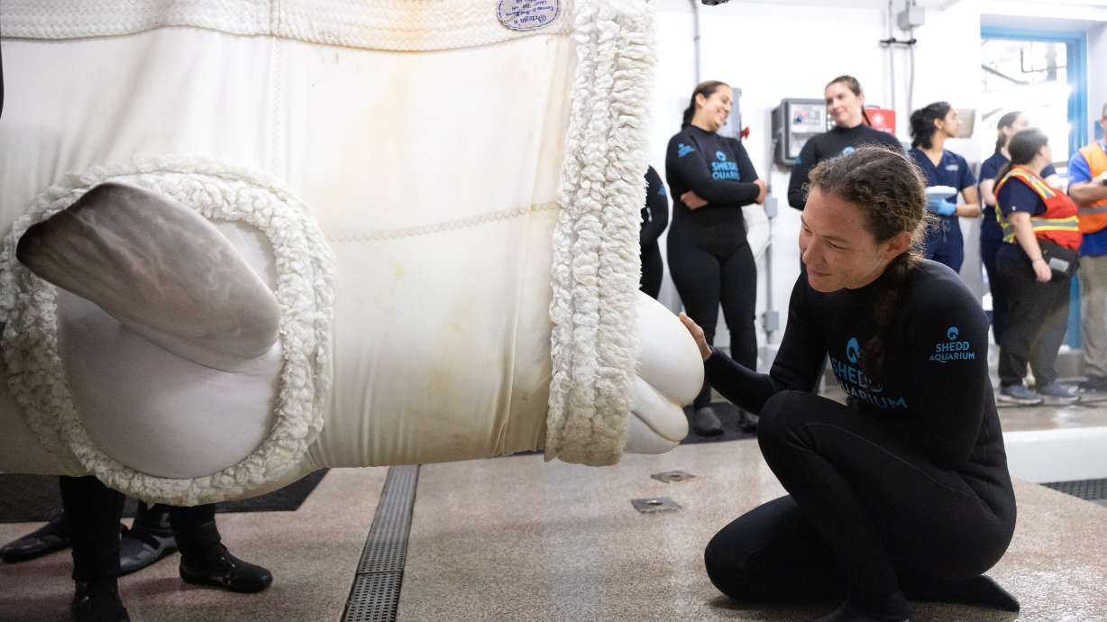 This photo provided by the Shedd Aquarium shows a rescued beluga whale arriving, Thursday, at the Shedd Aquarium in Chicago.