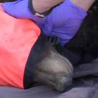 Black bear euthanized after being spotted in Logan