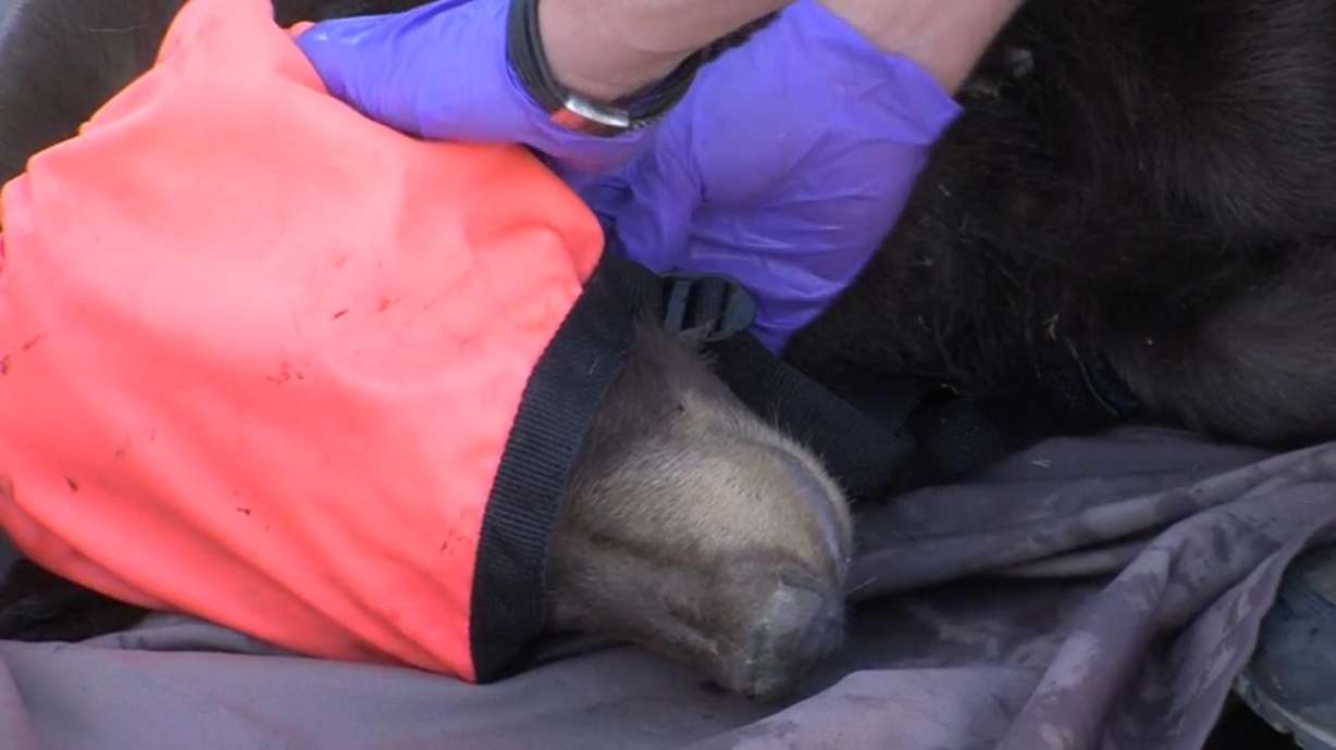 A black bear was tranquilized after being spotted in Logan on Aug. 15. Beaver County Sheriff's Office issued a public alert for residents to keep an eye out for a young bear cub that was last seen between 2:30 and 3 p.m. on Friday.