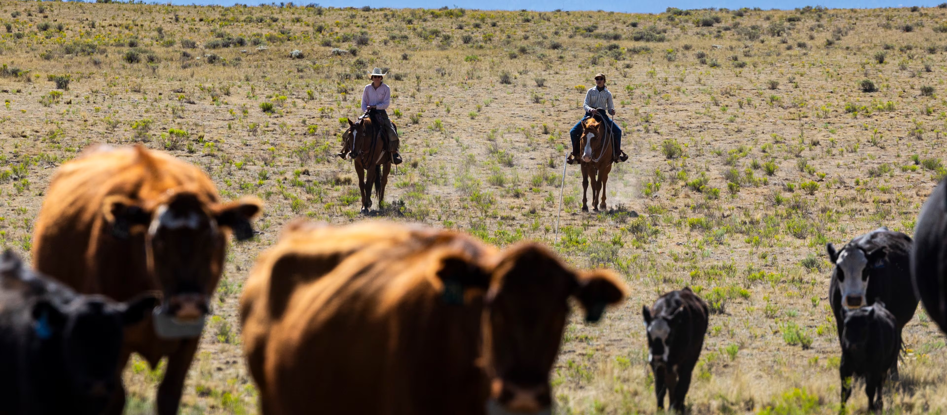 The average American rancher is 60. This program trains the people who might replace them