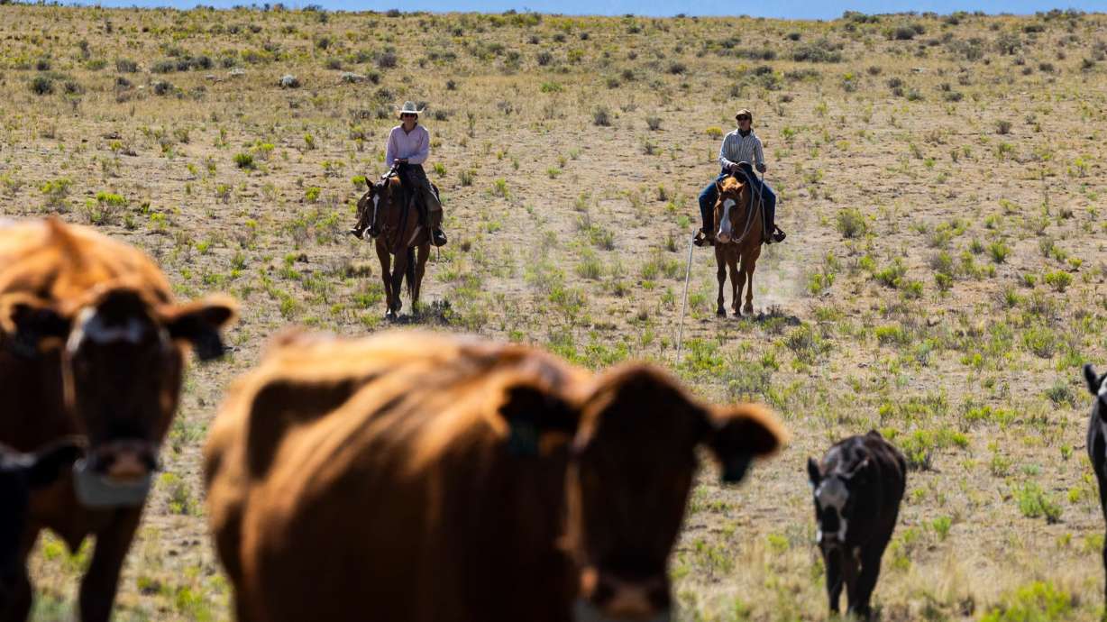 The average American rancher is 60 . This program trains the people who might replace them