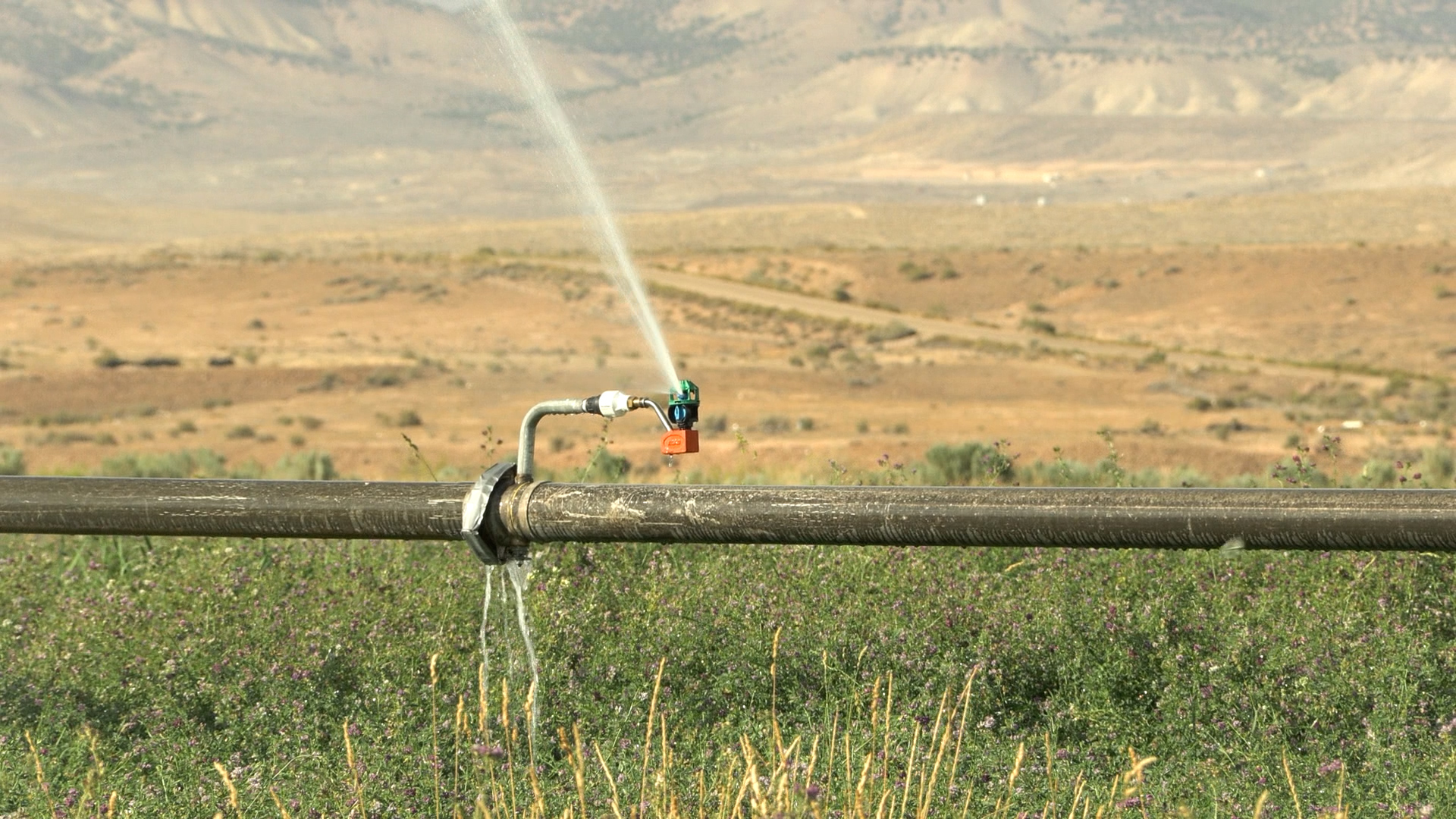 A sprinkler line at the Bar Lazy TL Ranch near Vernal.
