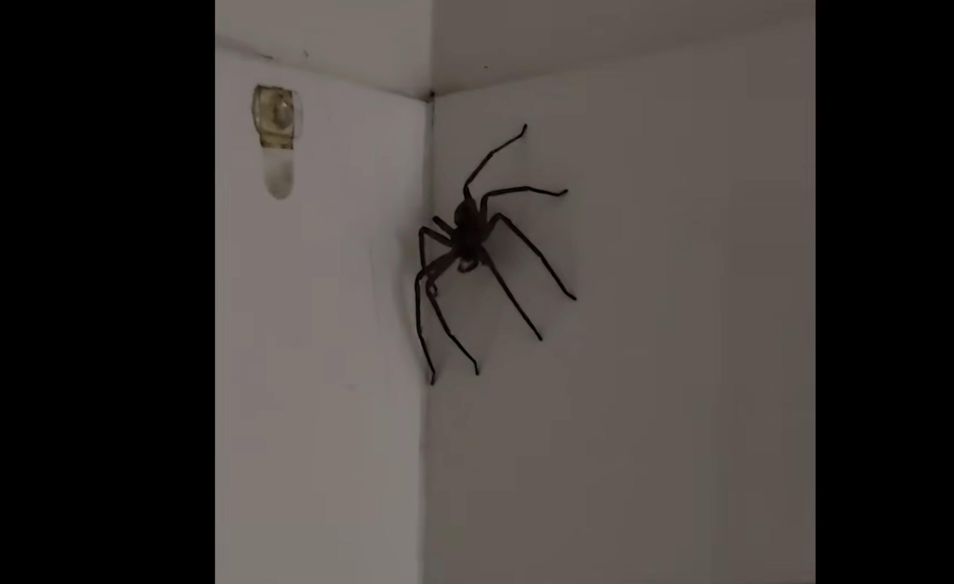 Have You Seen This? Massive spider invades bathroom