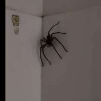 Have You Seen This? Massive spider invades bathroom