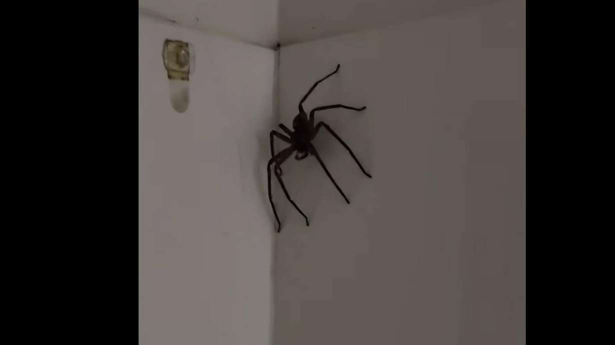 I'm seriously impressed by how calm this woman remained despite the presence of a monstrous spider.