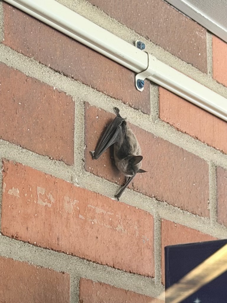 Bats prompt concern ahead of back-to-school at Stansbury Park Elementary School