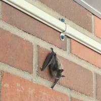 Bats prompt concern ahead of back-to-school at Stansbury Park Elementary School