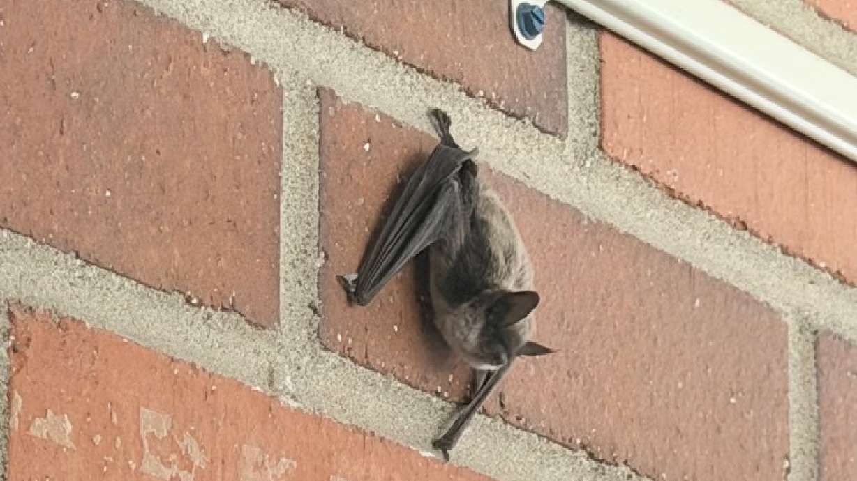 A bat is pictured at Stansbury Park Elementary School. As thousands of students prepare to return to classrooms across Utah, staff at Stansbury Park Elementary are working to address an ongoing problem: bats getting inside the school.