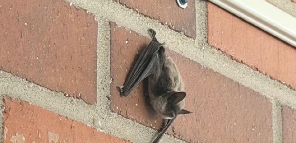 Bats prompt concern ahead of back-to-school at Stansbury Park Elementary School