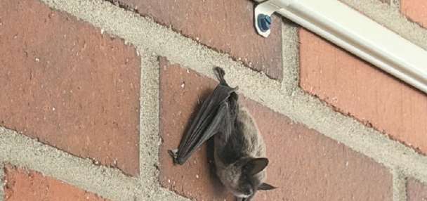 Bats prompt concern ahead of back-to-school at Stansbury Park Elementary School