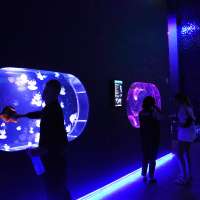 Florida's Jellyfish Museum is dedicated solely to the mesmerizing floating predators