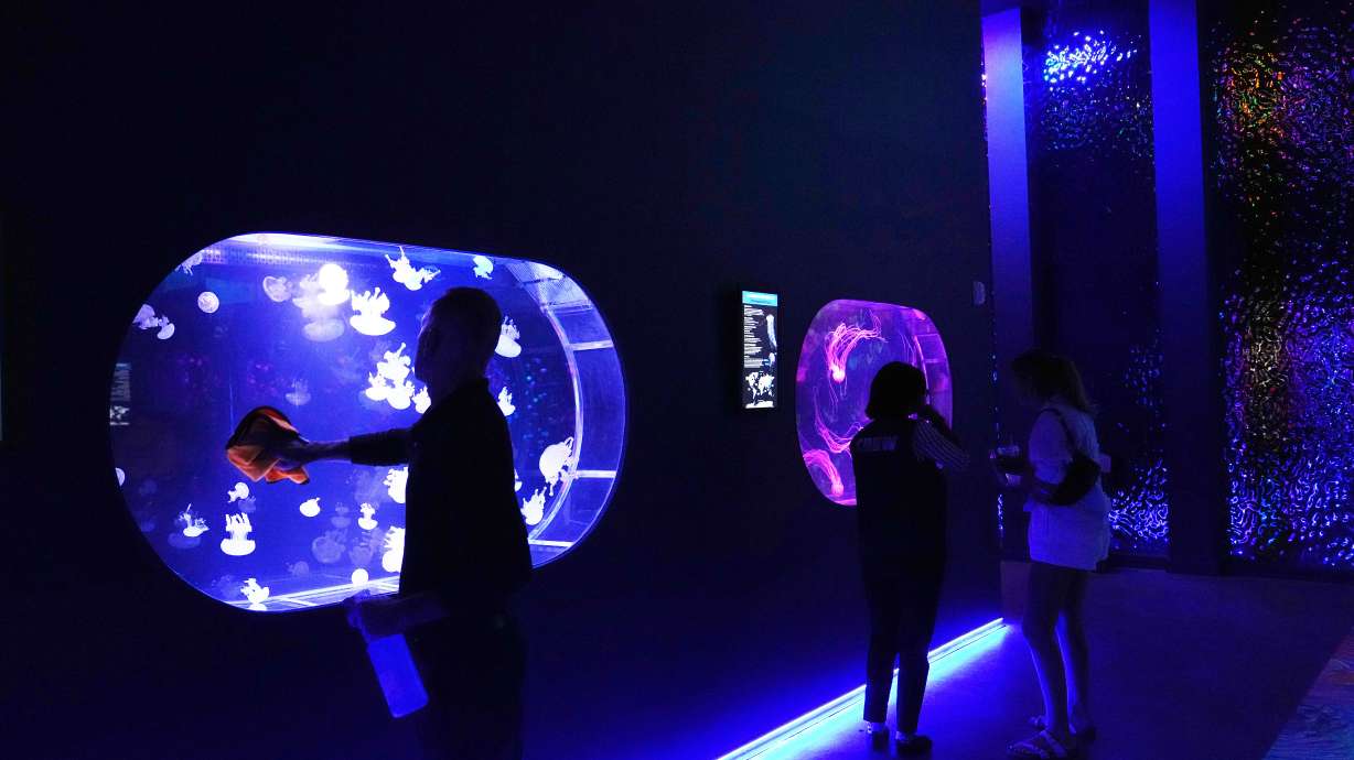 An employee cleans a display at the Jellyfish Museum, a facility that is home to about 20 unique species of jellyfish found in Florida and other parts of the world, Friday, in Pompano Beach, Fla. The museum is one of the few of its kind globally.