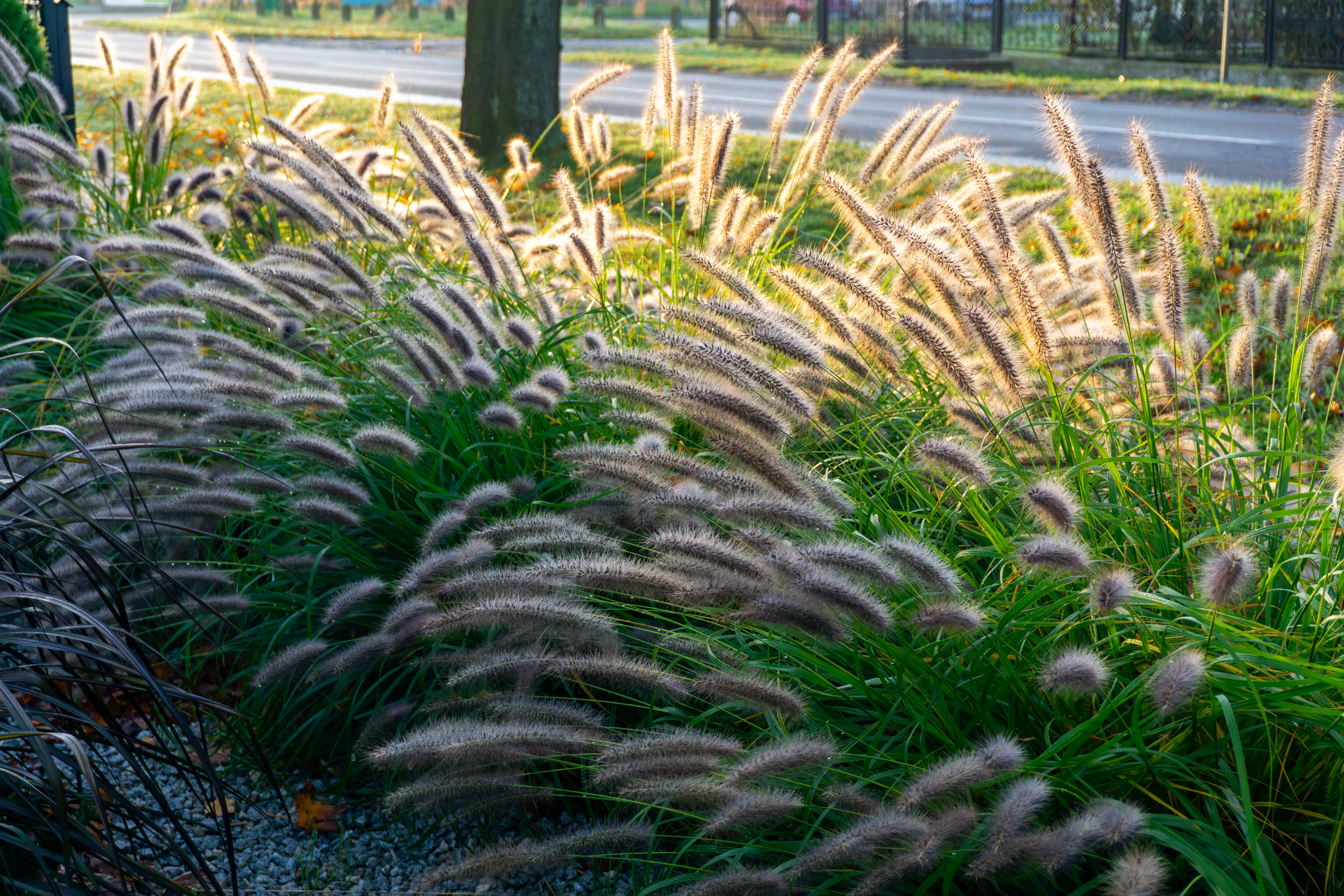 They are the star of your late-summer yard. Ornamental grasses are about to hit their prime time! 
