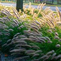 Why your yard needs ornamental grasses right now (and a horticulturist's favorites)