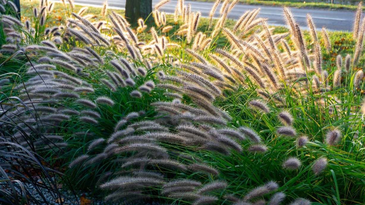 They are the star of your late-summer yard. Ornamental grasses are about to hit their prime time!
