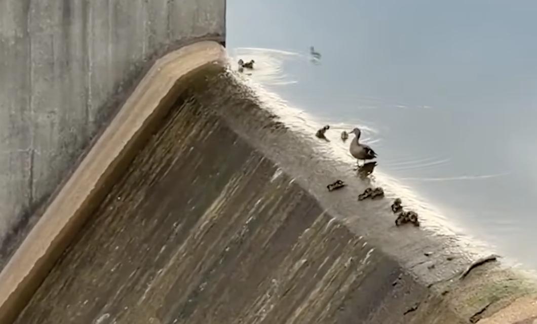 Have You Seen This? Ducklings use spillway as waterslide